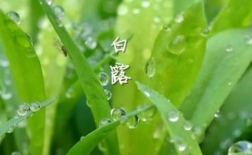 白露節(jié)氣到！為何要飲“白露茶”、吃龍眼？