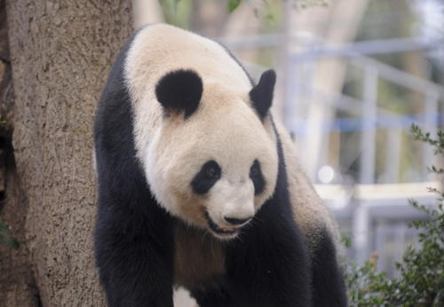 東京上野動(dòng)物園新建“熊貓森林”對公眾開放