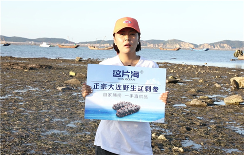 這片海海參：自家海域深海捕撈的正宗遼刺參