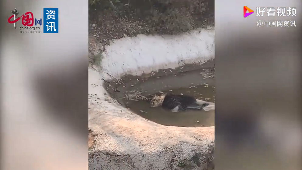 邯鄲動(dòng)物園猴子住綠藻污水池