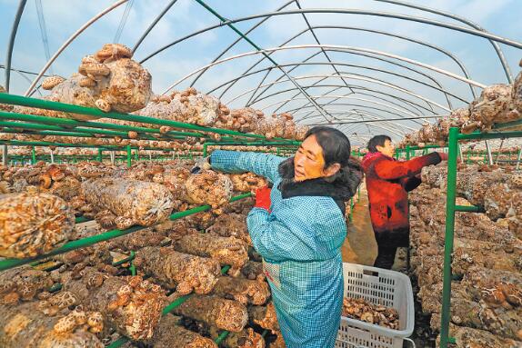 2020年河南省新增農(nóng)村勞動(dòng)力轉(zhuǎn)移就業(yè)45.81萬人