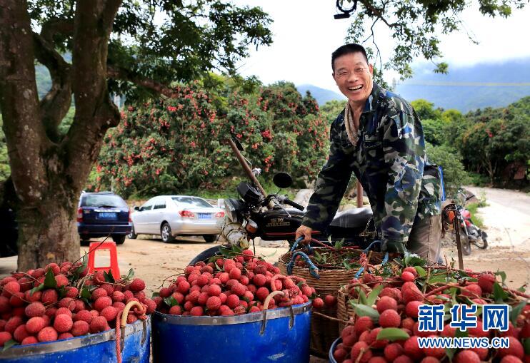 廣東制定三年行動計劃 擦亮荔枝產(chǎn)業(yè)“金字招牌”