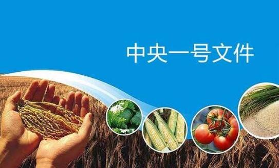 中央一號(hào)文件發(fā)布 錨定糧食安全等重點(diǎn)任務(wù)