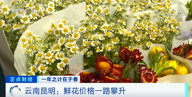 三八婦女節(jié)將至 鮮花漲價近4倍！“花”生了啥？