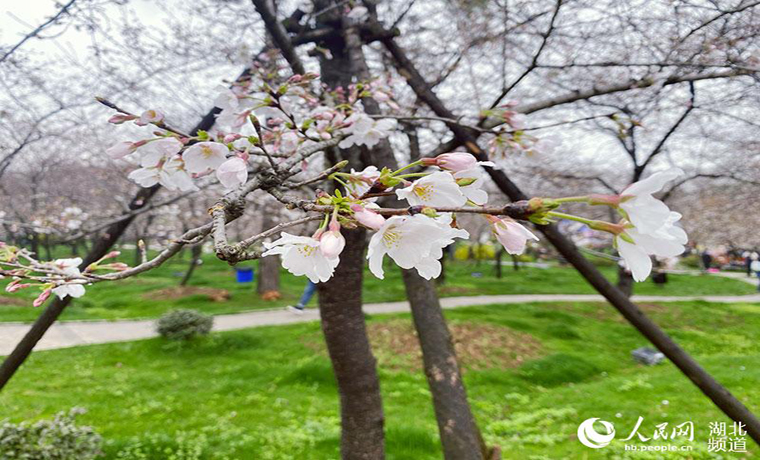 湖北發(fā)布春季十大賞花線路 援鄂醫(yī)護(hù)代表來赴約