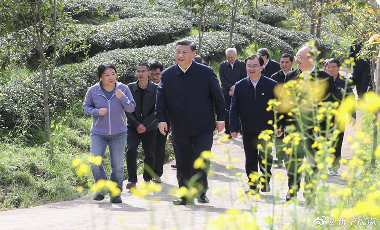 習(xí)近平察看武夷山春茶長(zhǎng)勢(shì)：把茶文化、茶產(chǎn)業(yè)、茶科技這篇文章做好