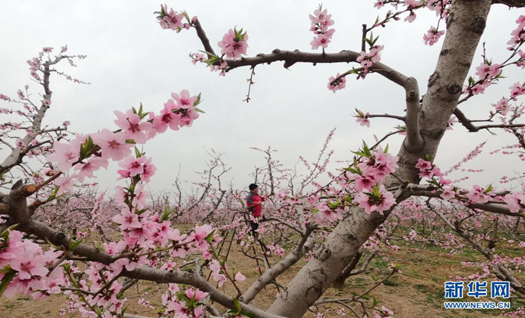 河北順平：桃花艷 果農(nóng)忙