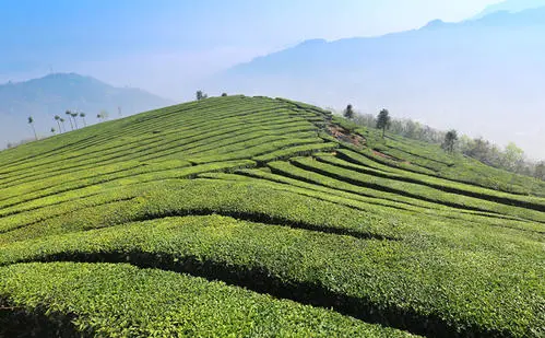 《湖北省促進(jìn)茶產(chǎn)業(yè)發(fā)展條例》5月1日起實(shí)施