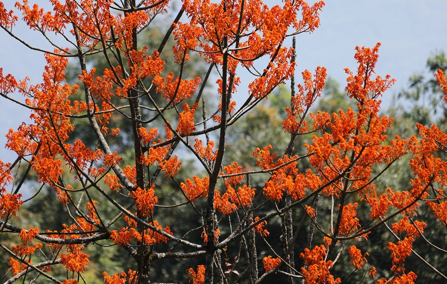 云南騰沖發(fā)現(xiàn)國(guó)家二級(jí)保護(hù)植物火桐群落