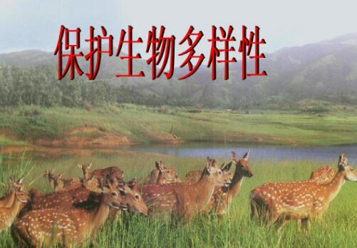 綜述：保護(hù)生物多樣性的“中國(guó)案例”獲多國(guó)生態(tài)專家點(diǎn)贊