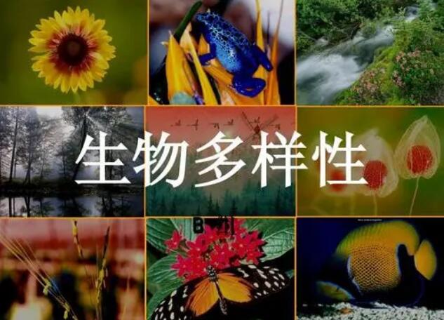 我國(guó)積極推動(dòng)全球生物多樣性治理進(jìn)程