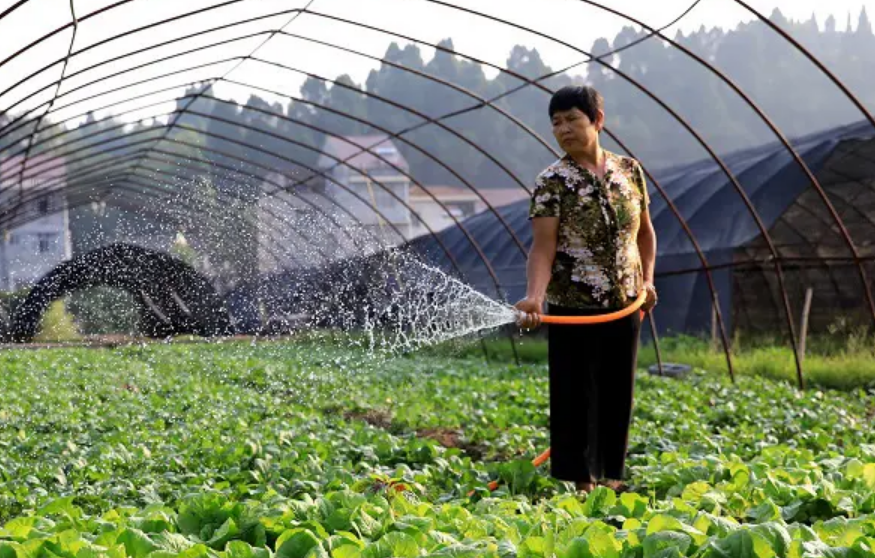 農(nóng)業(yè)農(nóng)村部印發(fā)通知要求切實抓好蔬菜抗旱減災 確保蔬菜生產(chǎn)穩(wěn)定