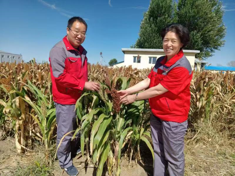 黑龍江富裕老窖：廠(chǎng)區(qū)三十畝廢地棄變良田