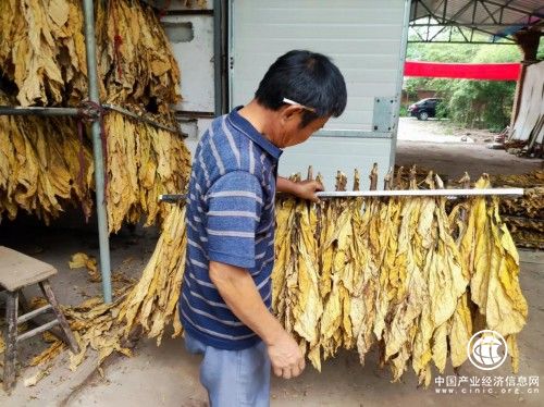 南陽(yáng)市煙草專賣(mài)局：帶莖烘烤是個(gè)寶，滿炕金黃增質(zhì)效