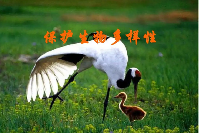 保護(hù)生物多樣性 我國(guó)生態(tài)系統(tǒng)保護(hù)取得哪些成果？