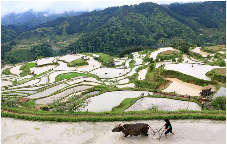 農(nóng)業(yè)農(nóng)村部：開展第七批中國重要農(nóng)業(yè)文化遺產(chǎn)挖掘認定工作