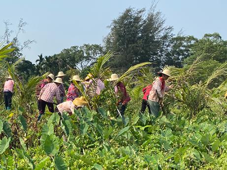 農(nóng)業(yè)農(nóng)村部組織集中滅除重大危害外來(lái)入侵物種