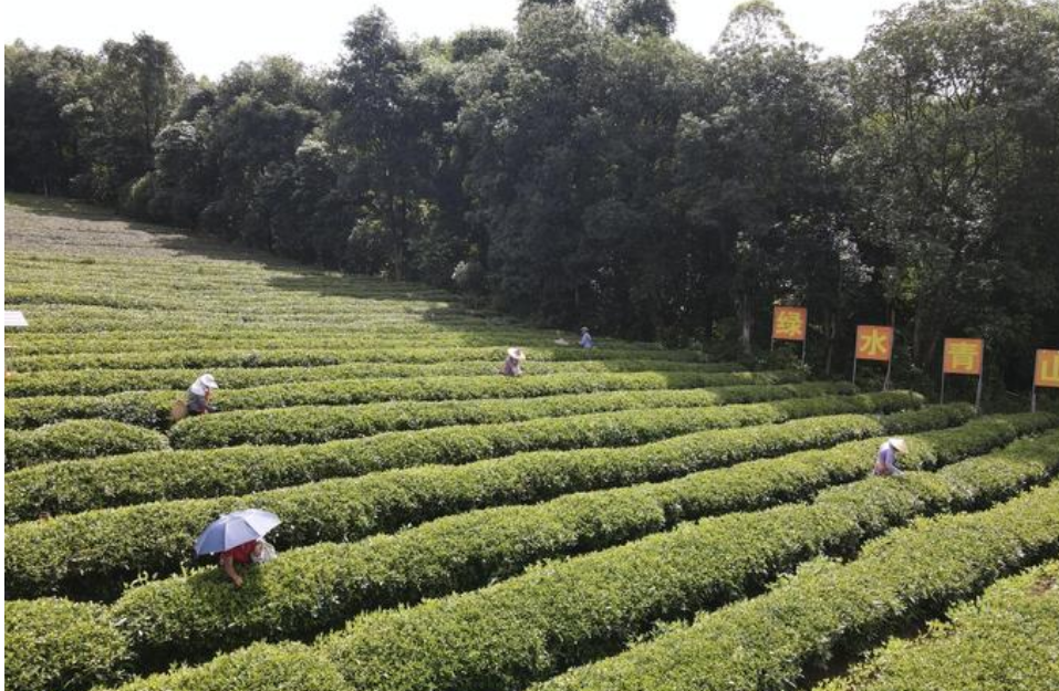 從茶“葉”到茶“業(yè)”，一片葉子富一方百姓