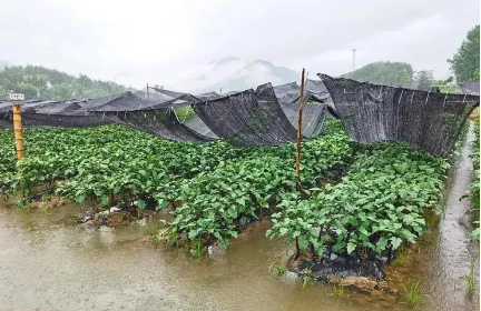 科學有效應(yīng)對不利氣象條件 四部門部署安排農(nóng)業(yè)防災(zāi)減災(zāi)