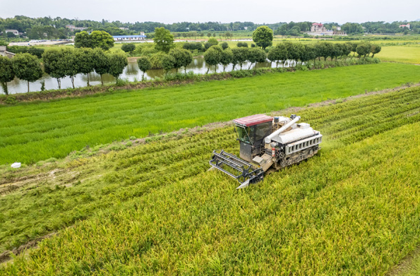 夏管關鍵期 農(nóng)田繪“豐”景——多地農(nóng)業(yè)生產(chǎn)一線掃描