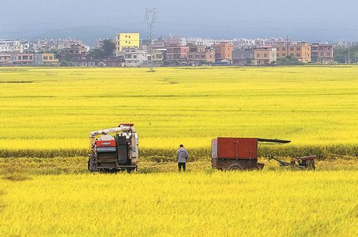 夏糧再獲豐收 牢牢端穩(wěn)手中“飯碗” 廣西保持播種面積、單產(chǎn)、總產(chǎn)量“三增長”