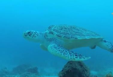 我國海洋生物多樣性保護取得顯著成效 部分珍稀物種頻繁現(xiàn)身