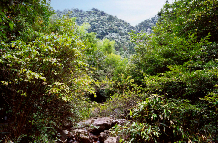 珍禽異獸、萬(wàn)千草木，將在這里繁衍生長(zhǎng)——國(guó)家公園空間布局里的生物多樣性保護(hù)