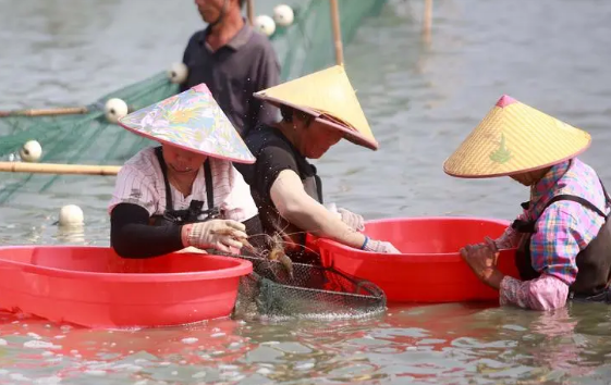 年產(chǎn)值近40億元 江蘇高郵授獲“中國生態(tài)大蝦之都”稱號(hào)