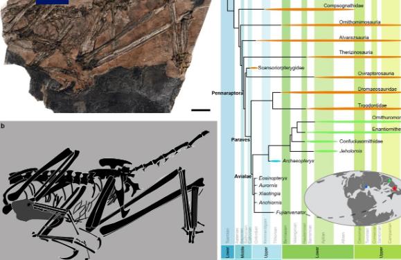中國(guó)發(fā)現(xiàn)新的鳥(niǎo)翼類(lèi)恐龍化石“奇異福建龍”