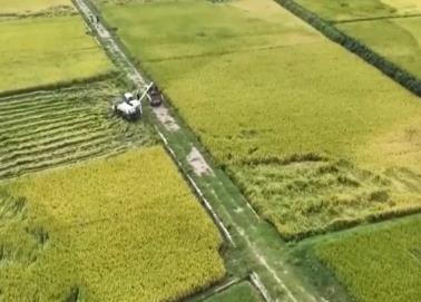 扛穩(wěn)糧食安全重任 湖南多面發(fā)力確保選好種、育好種、種好糧