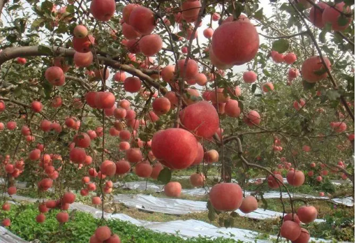 黃河岸邊果飄香——山西運(yùn)城水果產(chǎn)業(yè)高質(zhì)量發(fā)展觀察