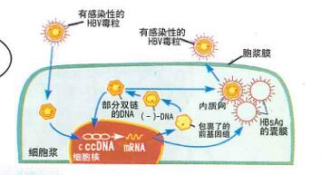 預(yù)防艾滋病、梅毒和乙肝母嬰傳播小課堂（一）