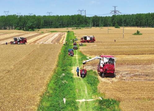 全省收購糧食約600億斤 河南多措并舉保障農(nóng)民種糧收益