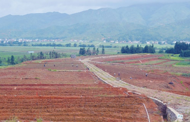 福建龍巖：集中土地生產(chǎn) 農(nóng)民增收種糧增效