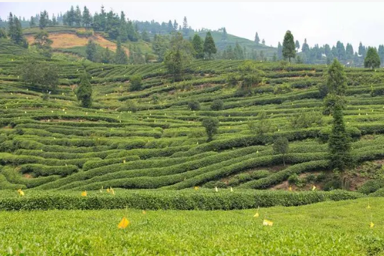 四川樂(lè)山：打造“峨眉山茶”特色產(chǎn)業(yè)名片