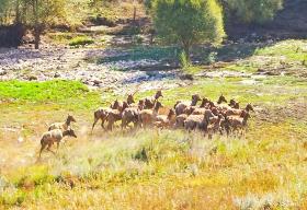 有國家Ⅰ級保護動物50種、Ⅰ級保護植物2種　內(nèi)蒙古野生動植物保護成效顯著