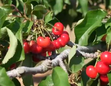 踐行大食物觀 現(xiàn)代化農(nóng)業(yè)盡顯“科技范兒”豐富百姓“果盤子”