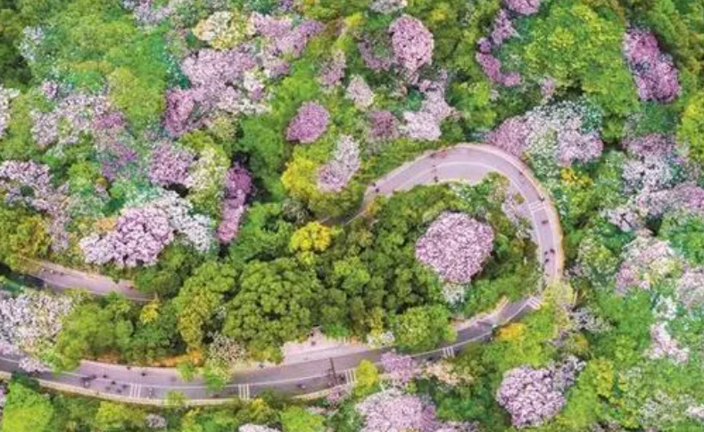 廣東石漠化沙化地區(qū)植被蓋度超80%