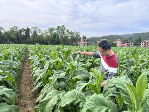 扎根基層，一線踐初心——記隆回縣局雨山煙草站栽培主管賀凱