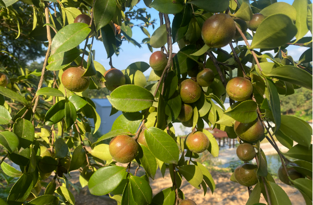 河南商城：油茶樹(shù)結(jié)出“致富果”