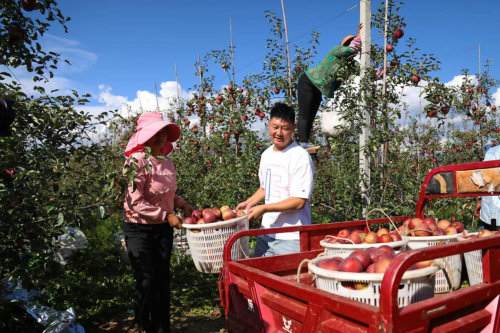 四川鹽源：飄香不只蘋果 農(nóng)業(yè)強(qiáng)縣建設(shè)“全面開花”