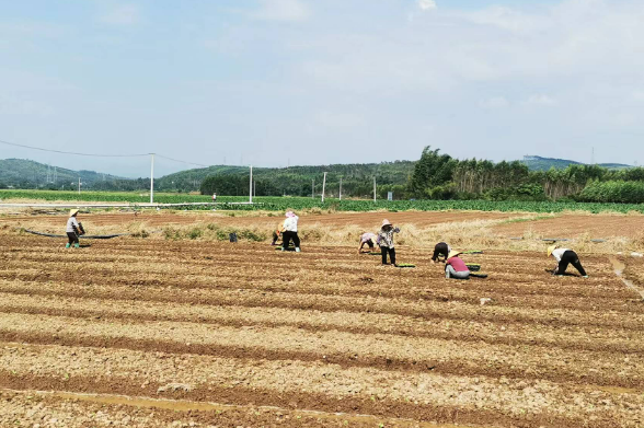 全國秋冬種接近尾聲 高標(biāo)準(zhǔn)+智能夯實“耕”基