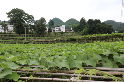 漣江河畔 好花正紅——貴州惠水縣產(chǎn)業(yè)脫貧紀(jì)實(shí)