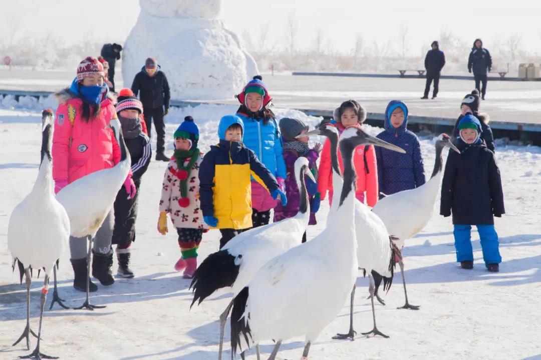 齊齊哈爾“雪地觀鶴節(jié)”文旅狂歡季攪熱今冬旅游市場