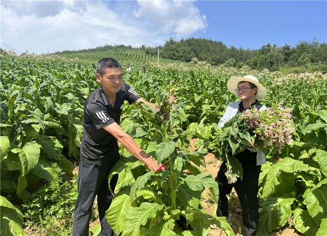 打頂留葉忙，優(yōu)化促豐收