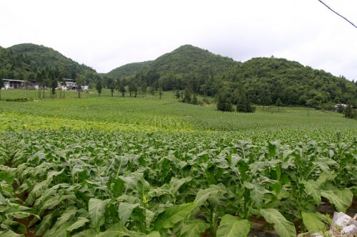 湖北利川：一片“綠葉”托起高山產業(yè)致富夢