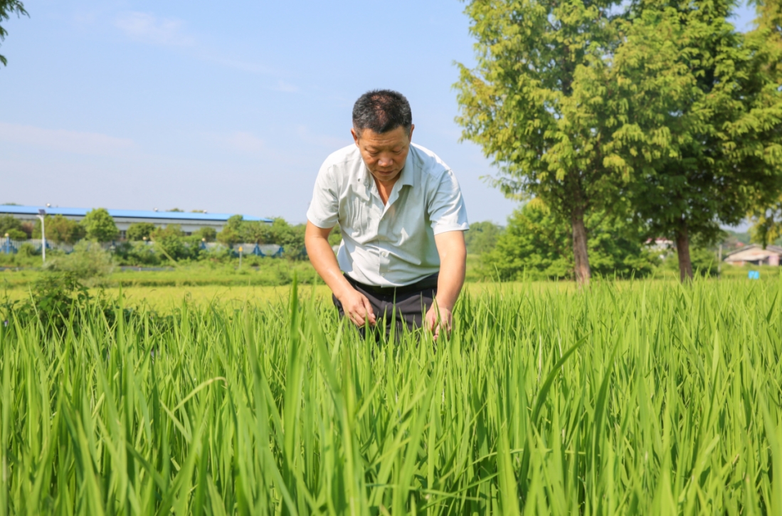 長(zhǎng)沙寧鄉(xiāng)：科學(xué)植煙生態(tài)“綠” ，全力推進(jìn)現(xiàn)代農(nóng)業(yè)綠色發(fā)展！